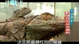 [問卦] 看染色體分性別的人是生物沒學好嗎？