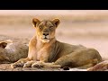 This Flirty Lioness Is Putting On A Show