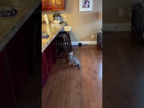 בסרטון הקצר והמצחיק הזה תגלו איך מונעים מחתולים לקפוץ על השיש...