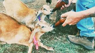 Teaching the baby goats to walk on leashes today😃😃🐐🐐😃Homestead life😍