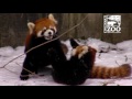 Red Panda Cubs Love Snow - Cincinnati Zoo