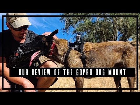 Our Review of the GoPro Dog Mount, why we don't recommend it, and how you can DIY your own Mount!