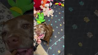 Video preview image #1 Chocolate Labrador retriever-Unknown Mix Puppy For Sale in Queen Creek, AZ, USA