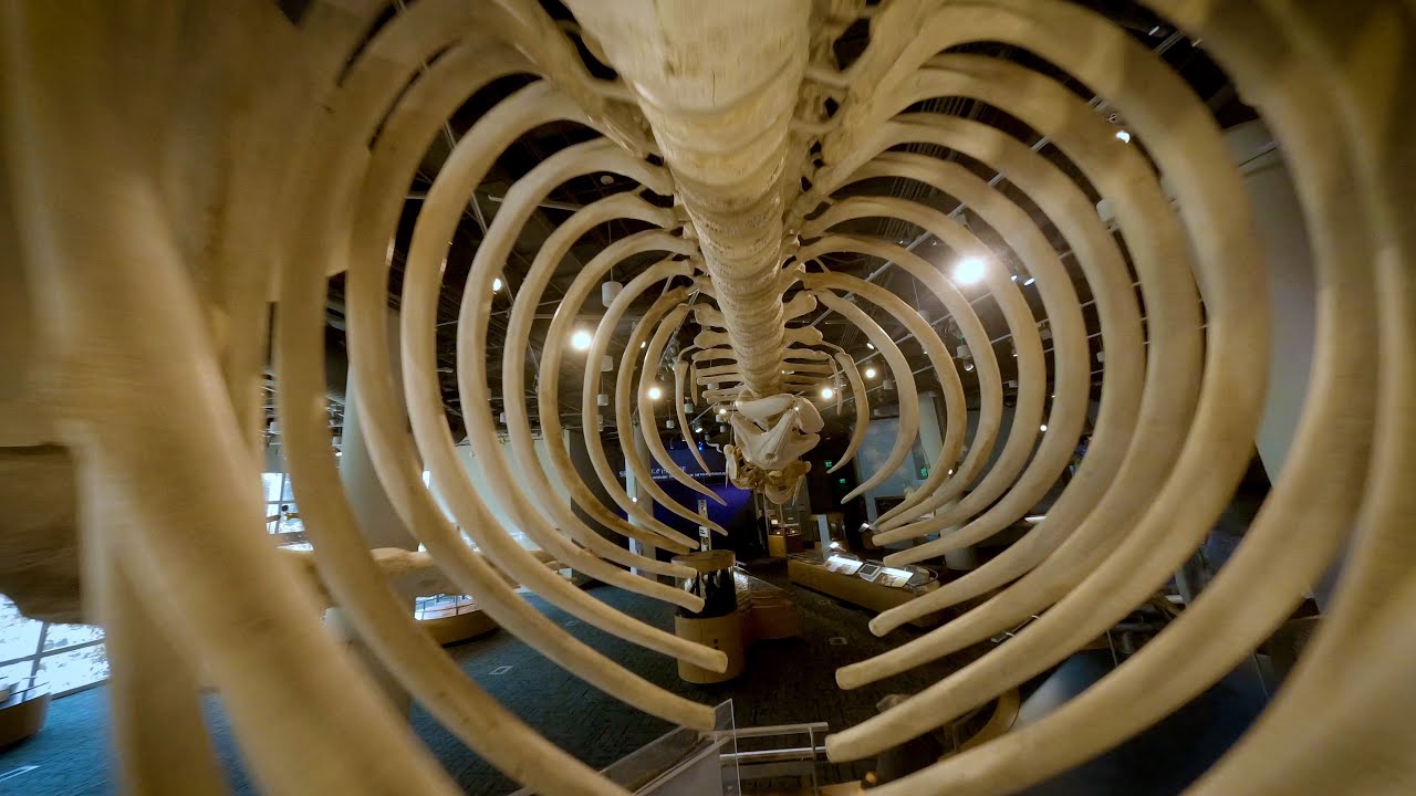 Welcome to the NC Museum of Natural Sciences!