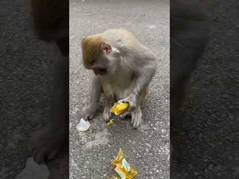 #LoveLymonkey #DanceMonkey / #FunnyMonkey /  #FunnyMonkey / #dancemonkey  Ept:183