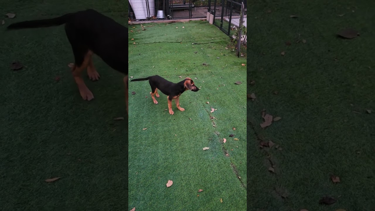 Enlarge Wisp, a Adoptable mixed breed in Blairstown, NJ video 4/5