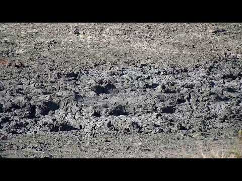 Djuma: Slender Mongoose looking for food - 14:56 - 07/02/19