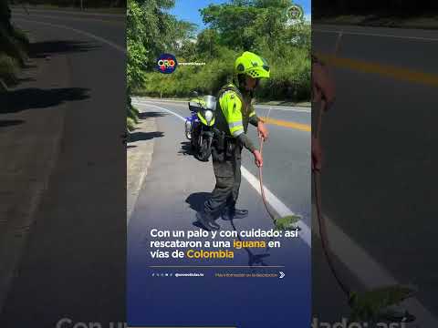 Con un palo y con cuidado: así rescataron a una iguana en vías de Caldas | Oro Noticias