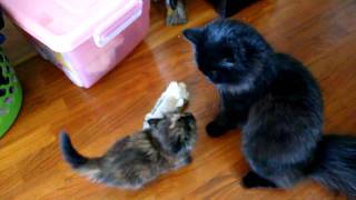 Liten katt mot stor katt