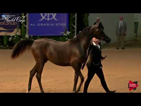 N.203 JULIETTE AL SAHRAE - LAS VEGAS 2019 - Arabian World Cup Junior Fillies ATH (Class 101).mp4