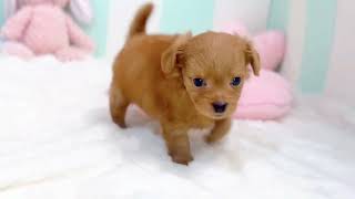 ハーフ犬の動画01