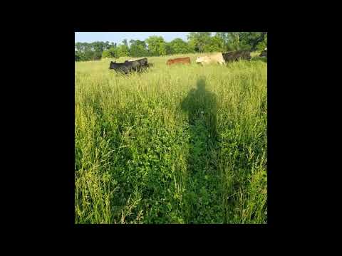 Beef Cattle Love Tall Grass - US Wellness - On the Farm