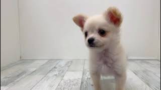 ハーフ犬の動画01