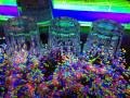 Blacklight UV-Reactive Neon F. | Video