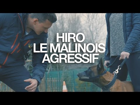HIRO Le Malinois AGRESSIF humain (il a été battu)