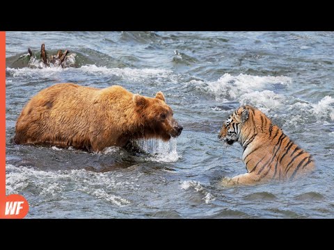 This Bear Faced the Wrong Tiger..It Paid Heavy Price