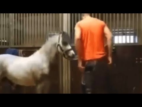 michael hanley horse video | michael hanley and the horse video