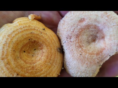 Jak odróżnić trującą wełniankę od jadalnego rydza? Mleczaj wełnianka i mleczaj późnojesienny