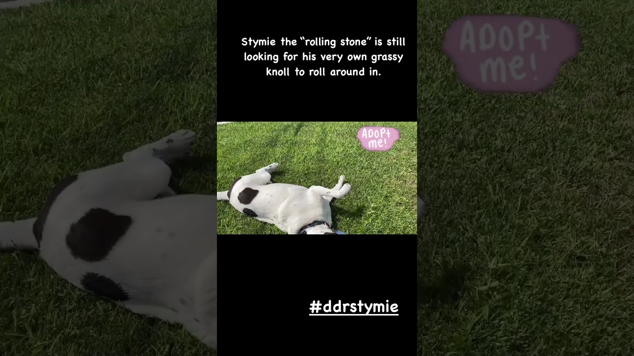 Enlarge STYMIE, a Adoptable mixed breed in Pasadena, CA video 5/5