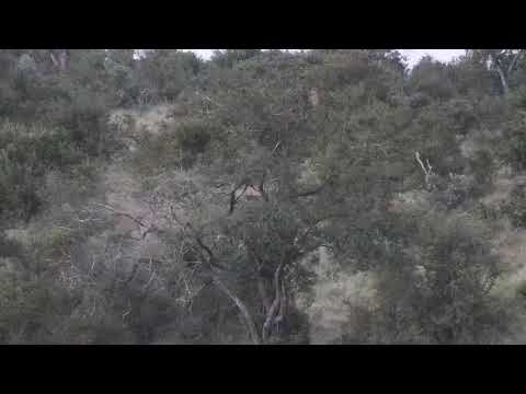Djuma: Lone Buffalo bull walking up Mvubu Road - 17:57 - 04/22/21