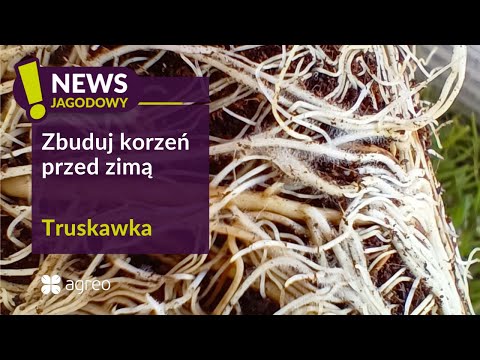 Zbuduj silny i wydajny korzeń w truskawce