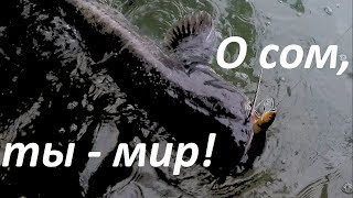 Инструкция по ловля сома на спиннингом