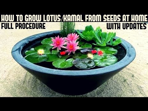 How to grow lotus plant at home