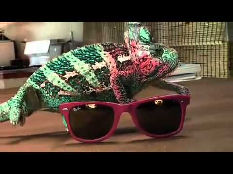 Ol'Optic : Publicité Lunettes de soleil Ray Ban : Never Hide - Super Chameleon