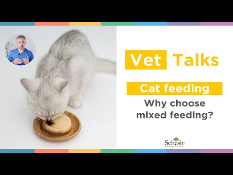 Cat feeding: why choose mixed feeding?