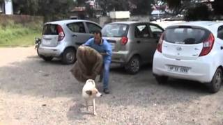 preview picture of video 'world rabies day  HP kangra  HIMALAYAN NATURE SOCIETY'