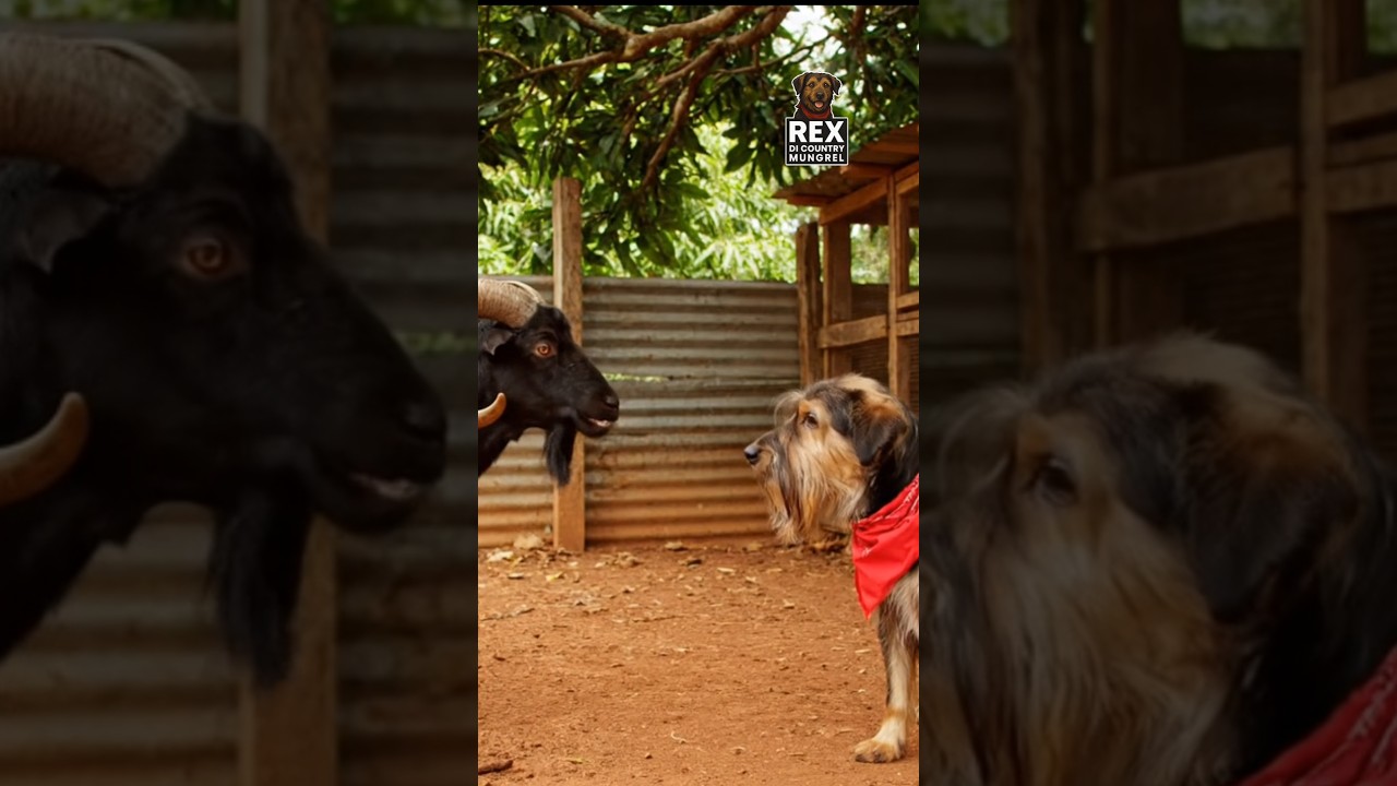 Rex Di Country Mungrel - Jamaica's #1 AI Comedy Series