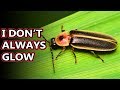 Firefly facts: we could also say lightning bug facts! | Animal Fact Files