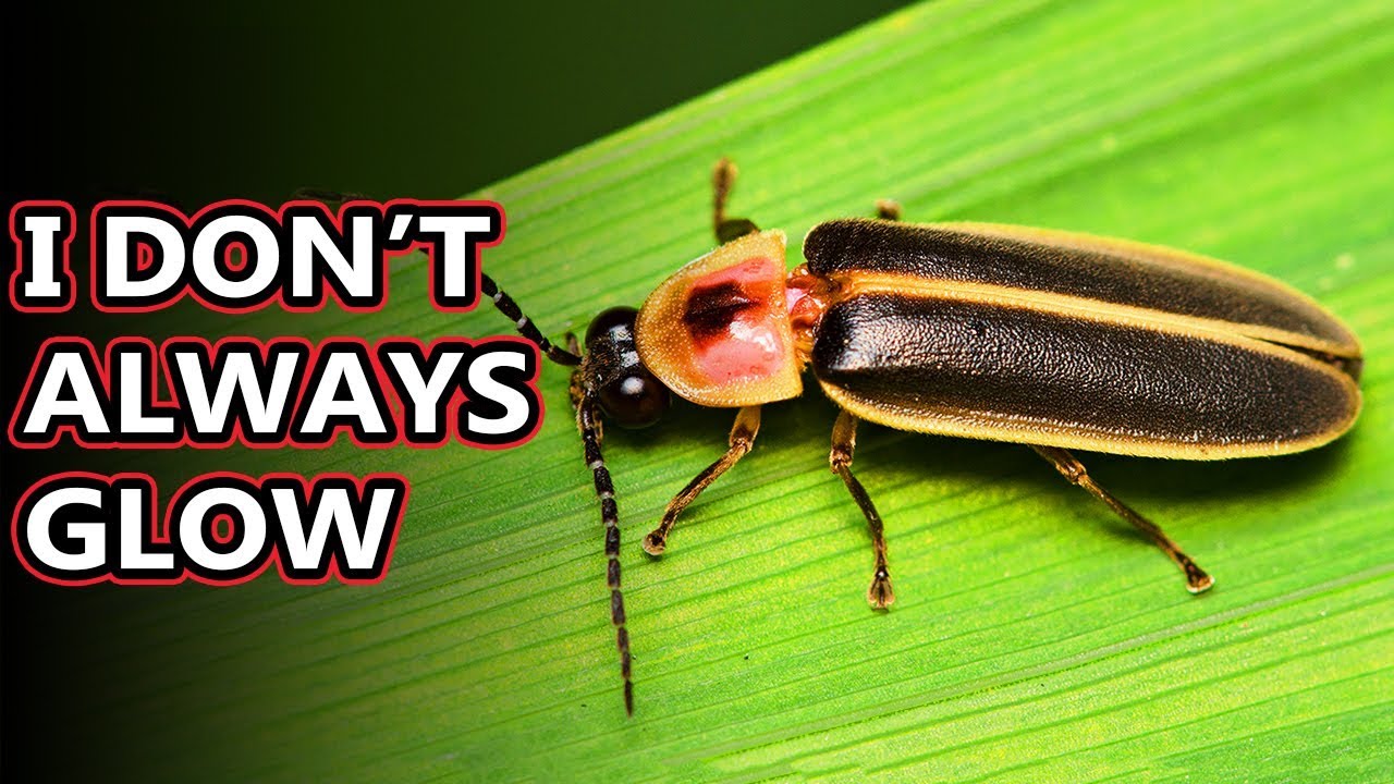 Firefly facts: we could also say lightning bug facts! | Animal Fact Files