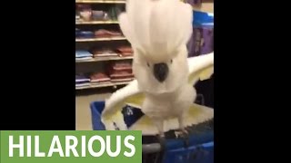 Cockatoo proves to be terrible shopping partner