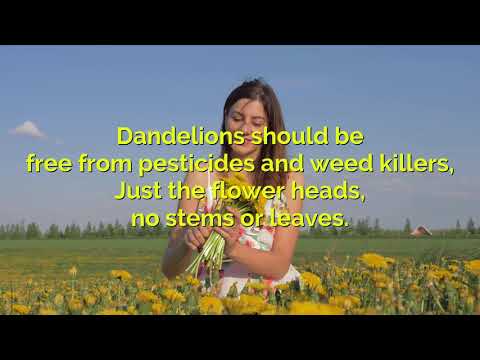 Dandelion Festival FULL HD