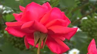 THE SONG OF THE SUN, MIKE OLDFIELD