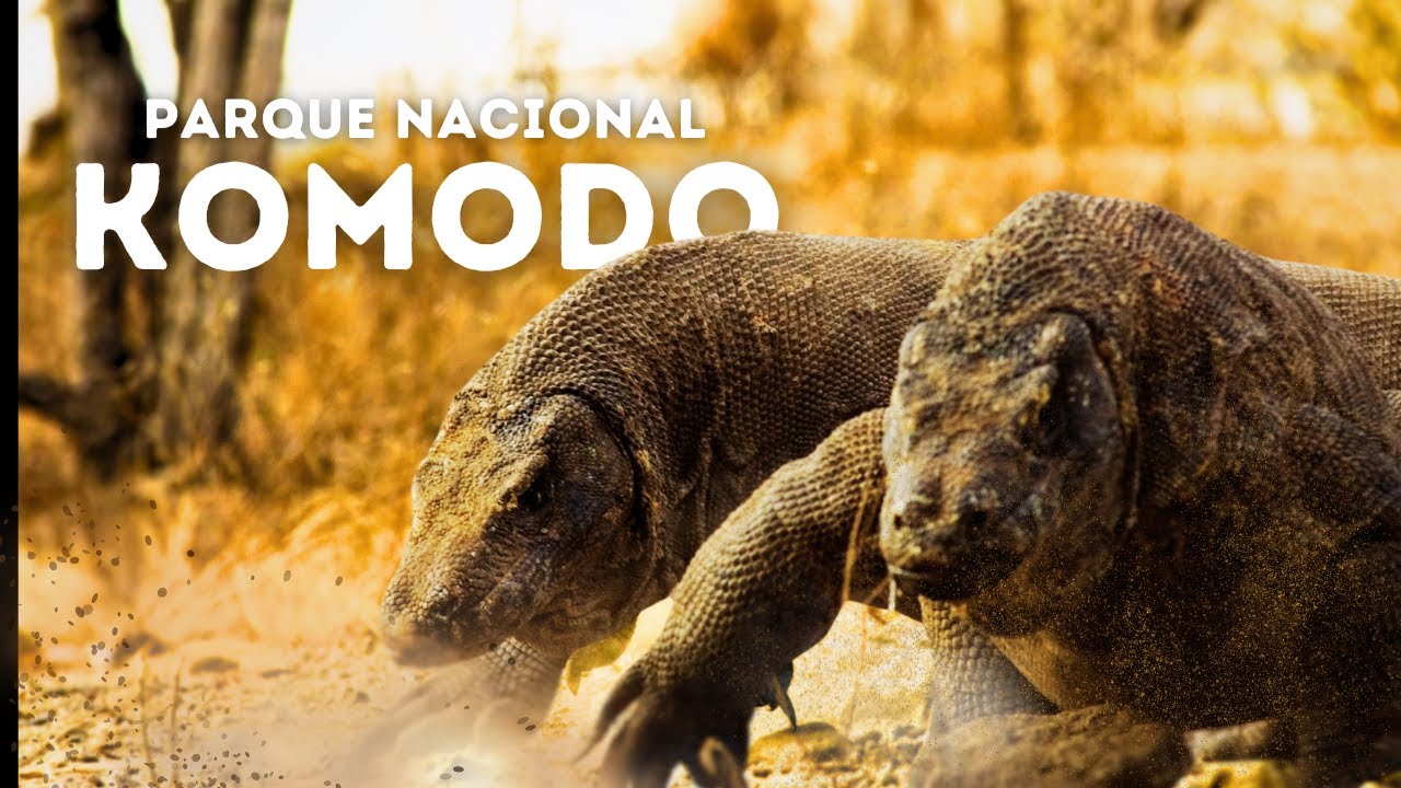 KOMODO | Entre Dragões, Florestas e Mares | DOCUMENTÁRIO