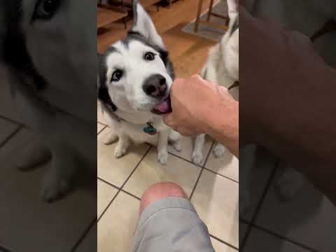 How To Teach Your Dog To Sit In 5 Seconds#dog #shorts @Street_Dog_Pluto