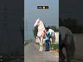 Punjabi Sabse Bada Ghoda Full Highted Horse In INDIA Shortsfeed Horse Shorts Punjabi