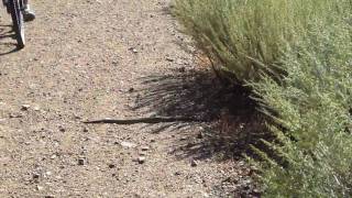 preview picture of video 'Rattlesnake on Mt Diablo Trail'