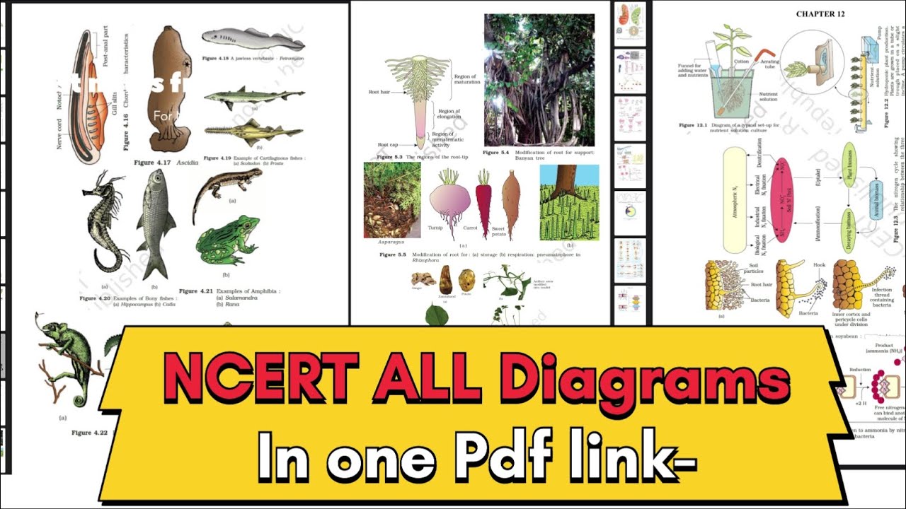 All Diagrams of NCERT BIOLOGY pdf  #telegramlink-download @conceptofneet
