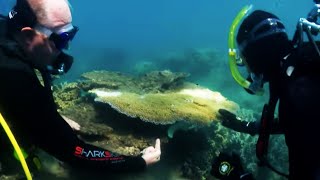 Killing Star Fish to Save the Great Barrier Reef - Australia with Simon Reeve - BBC