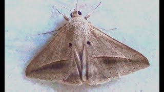 Sugarcane Looper Moth