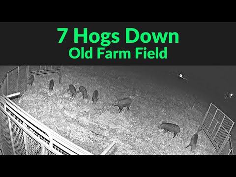 Trapping Wild Hogs / Game Changer Jr Hog Trap / Wild Boars