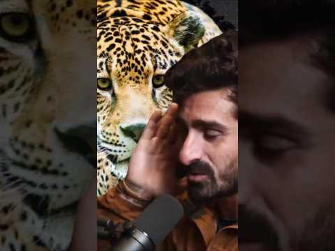 Sleeping Next to a Jaguar 🐆 #shorts