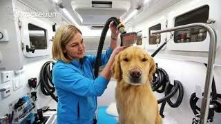 Importance of Pet Grooming for your pet’s health