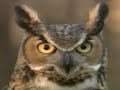 Owls Up Close VHS