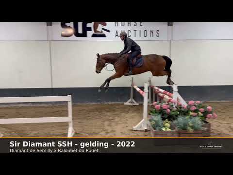 DHT 05-03-2026: Sir Diamant SSH, gelding, 2022 by Diamant de Semilly