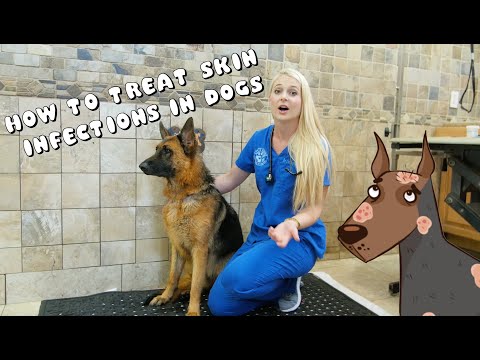 How to Treat Skin Infections in Dogs | Pyoderma