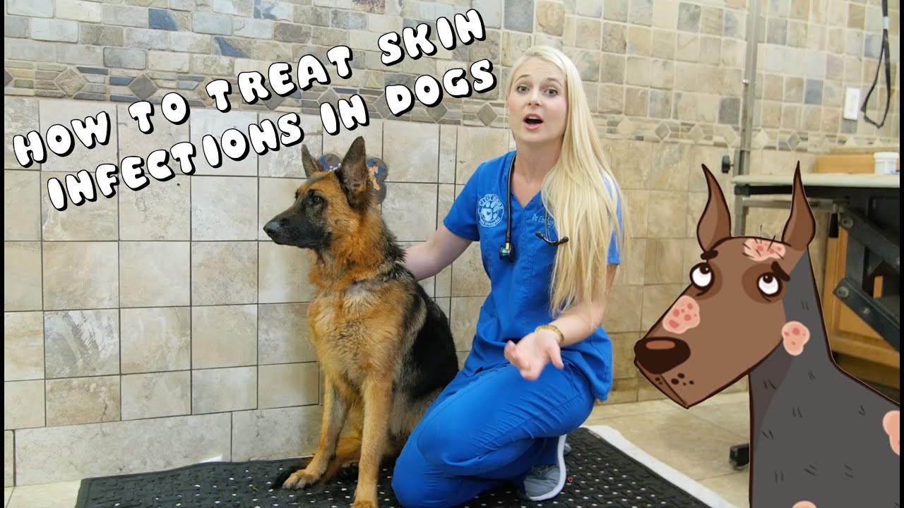 How to Treat Skin Infections in Dogs | Pyoderma - YouTube